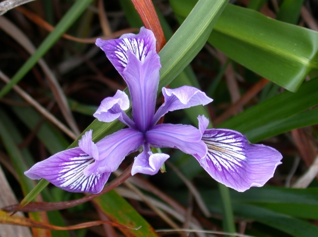 California Lily